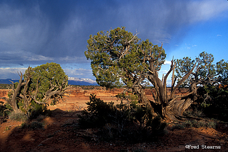 Colorado National Monument Verga